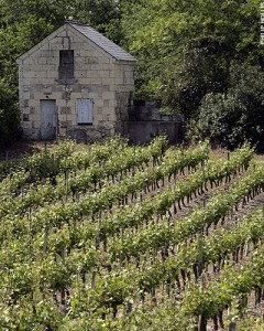 vineyard-grape